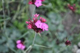 Image result for Dianthus carthusianorum