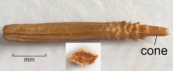 Attēlu rezultāti vaicājumam “Taraxacum officinale aggr. fruit”