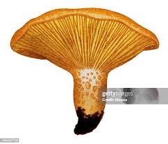 Attēlu rezultāti vaicājumam “Lactarius deliciosus”