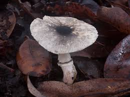 Attēlu rezultāti vaicājumam “Leporida”