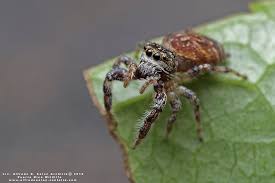 Attēlu rezultāti vaicājumam “Salticidae”