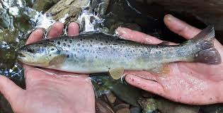 Image result for Salmo ciscaucasicus