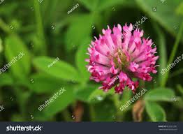 Attēlu rezultāti vaicājumam “Trifolium alpestre”