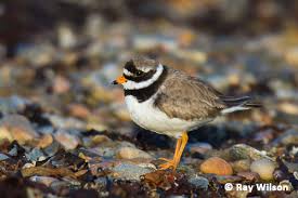 Attēlu rezultāti vaicājumam “Charadrius hiaticula”