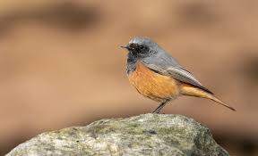 Attēlu rezultāti vaicājumam “Phoenicurus ochruros”