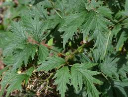 Attēlu rezultāti vaicājumam “Rubus plicatus leaf”
