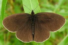 Attēlu rezultāti vaicājumam “Aphantopus hyperantus”