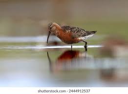 Attēlu rezultāti vaicājumam “Calidris ferruginea adult”