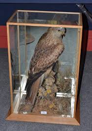 Image result for Milvus milvus