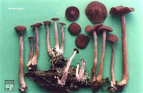 Attēlu rezultāti vaicājumam “Laccaria amethystina”