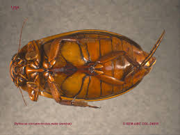 Attēlu rezultāti vaicājumam “Dytiscus sp.”