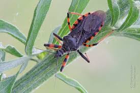 Attēlu rezultāti vaicājumam “Rhynocoris annulatus”