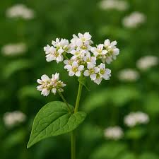 Attēlu rezultāti vaicājumam “Fagopyrum esculentum leaf”