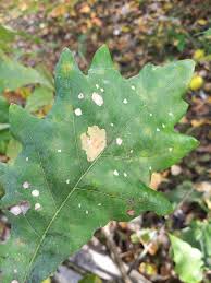 Attēlu rezultāti vaicājumam “Tischeria ekebladella”