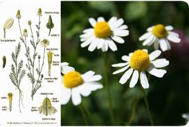 Attēlu rezultāti vaicājumam “Matricaria chamomilla”
