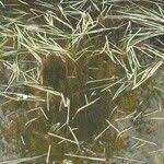 Attēlu rezultāti vaicājumam “Potamogeton trichoides”