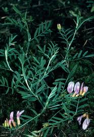 Attēlu rezultāti vaicājumam “Astragalus arenarius”