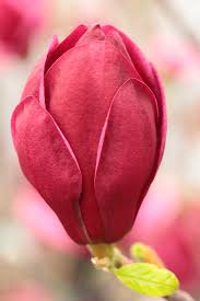 Attēlu rezultāti vaicājumam “Magnolia x soulangeana”