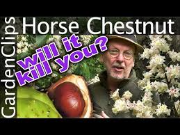 Attēlu rezultāti vaicājumam “Aesculus hippocastanum fruit”