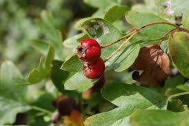 Attēlu rezultāti vaicājumam “Crataegus monogyna fruit”