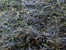 Attēlu rezultāti vaicājumam “Cinclidotus danubicus”