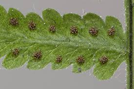 Attēlu rezultāti vaicājumam “Gymnocarpium robertianum”