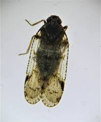 Attēlu rezultāti vaicājumam “Cixiidae”