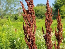 Attēlu rezultāti vaicājumam “Rumex aquaticus fruit”