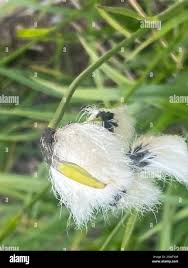 Attēlu rezultāti vaicājumam “Eriophorum latifolium flower”