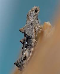 Attēlu rezultāti vaicājumam “Epermenia falciformis”