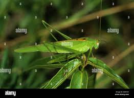 Attēlu rezultāti vaicājumam “Phaneroptera falcata”