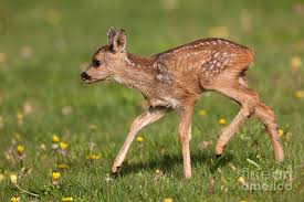 Attēlu rezultāti vaicājumam “Capreolus capreolus”