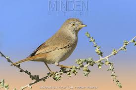 Image result for Sylvia nana