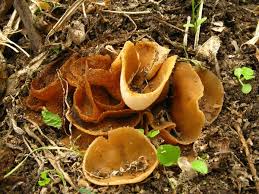 Attēlu rezultāti vaicājumam “Discina perlata”