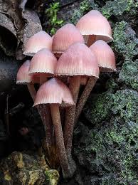 Attēlu rezultāti vaicājumam “Mycena haematopus”