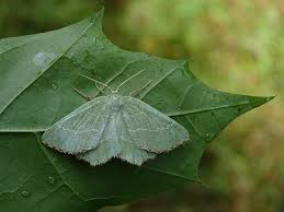 Attēlu rezultāti vaicājumam “Thalera fimbrialis”