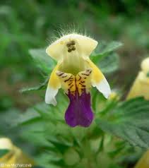Attēlu rezultāti vaicājumam “Galeopsis speciosa leaf”