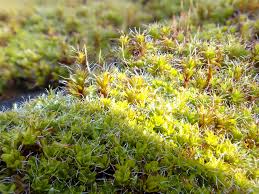 Attēlu rezultāti vaicājumam “Syntrichia”