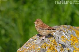 Attēlu rezultāti vaicājumam “Carduelis cannabina male”