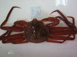 Image result for Chionoecetes opilio