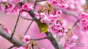 Image result for 緋寒桜