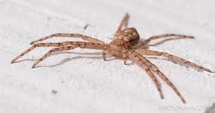 Attēlu rezultāti vaicājumam “Philodromidae”