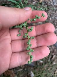 Image result for Chenopodium album