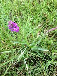 Attēlu rezultāti vaicājumam “Dactylorhiza fuchsii leaf”