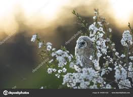 Attēlu rezultāti vaicājumam “Strix aluco juvenile”