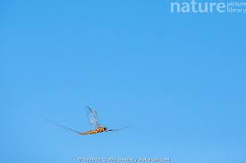 Attēlu rezultāti vaicājumam “Siphlonurus”