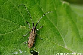 Attēlu rezultāti vaicājumam “Agapanthia villosoviridescens”