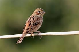 Image result for Emberiza fucata