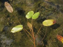 Attēlu rezultāti vaicājumam “Potamogeton rutilus”