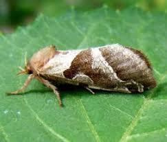 Attēlu rezultāti vaicājumam “Hepialidae”